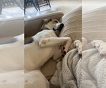 Small #2 Beagle Mix