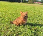 Small Photo #7 Yoranian Puppy For Sale in LEWISBURG, KY, USA