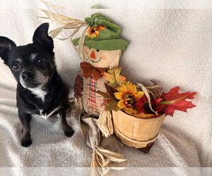 Chihuahua Dogs for adoption in York, SC, USA