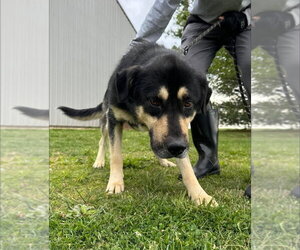 RahRah - Male Siberian Husky-Unknown Mix Dog for Adoption - Photo #7