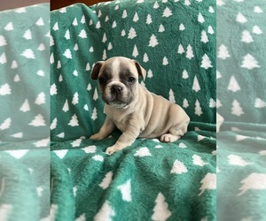 French Bulldog Puppy for Sale in CROSWELL, Michigan USA