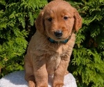 Small Photo #37 Golden Retriever Puppy For Sale in GOSHEN, IN, USA