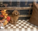 Sugar - Female Cavapoo (Miniature) Puppy for Sale - Photo #4