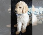 Small Photo #9 Sheepadoodle Puppy For Sale in RIALTO, CA, USA