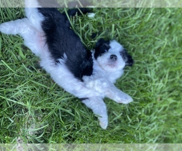 Medium Photo #13 Aussiedoodle Miniature  Puppy For Sale in COMMERCE, MI, USA