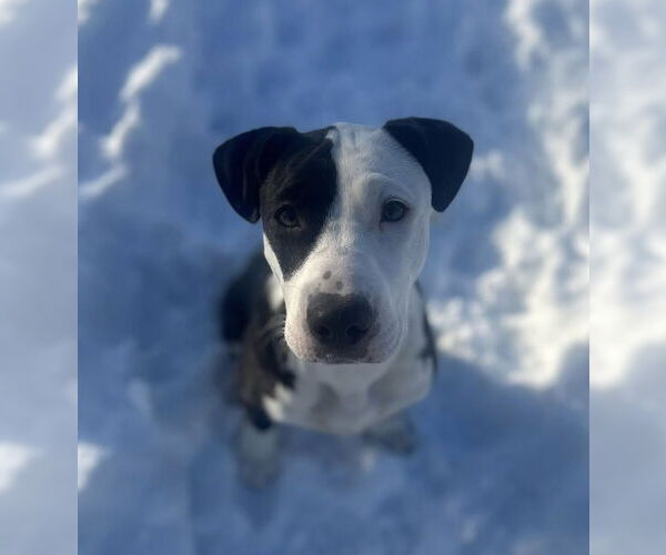 Medium Photo #4 American Pit Bull Terrier-Unknown Mix Puppy For Sale in Germantown, OH, USA