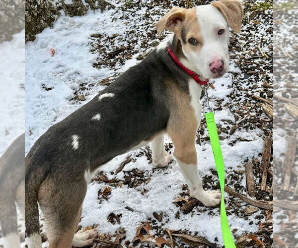 Medium Photo #3 Mutt Puppy For Sale in Canton, CT, USA