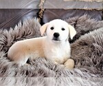 Small Photo #8 Labrador Retriever-Samoyed Mix Puppy For Sale in SUGAR CITY, ID, USA