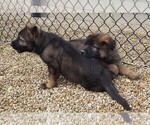 Small Photo #4 German Shepherd Dog Puppy For Sale in WADSWORTH, IL, USA
