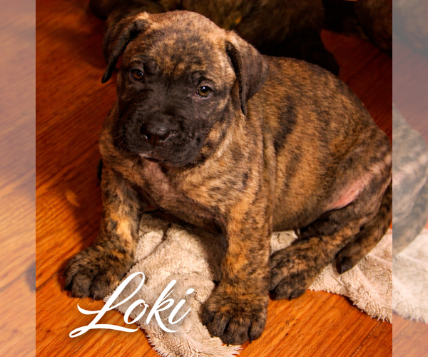 Medium Photo #1 Presa Canario Puppy For Sale in ANSON, ME, USA