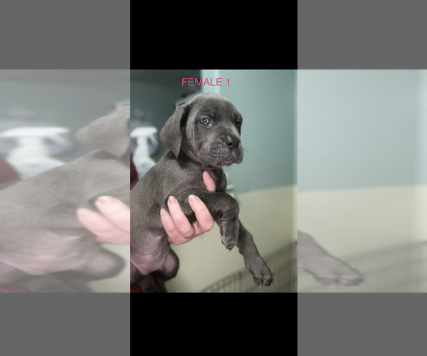 Medium Photo #4 Cane Corso Puppy For Sale in DALE, TX, USA