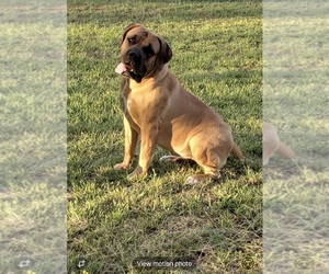 Mother of the Boerboel puppies born on 05/17/2026
