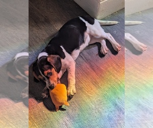 Beagle Puppy for sale in GOSHEN, IN, USA