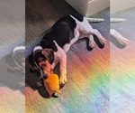Image preview for Ad Listing. Nickname: Litter of 6