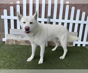 Gerberian Shepsky Dogs for adoption in Modesto, CA, USA