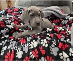 Puppy Red Great Dane
