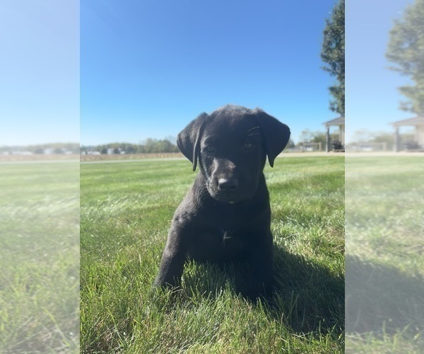 Medium Photo #8 Labrador Retriever Puppy For Sale in FREDERICKSBG, OH, USA