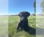 Small Photo #8 Labrador Retriever Puppy For Sale in FREDERICKSBG, OH, USA