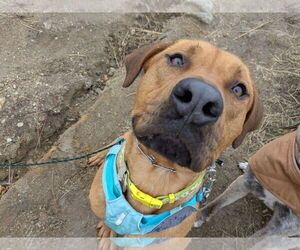 Mastador Dogs for adoption in Boise, ID, USA