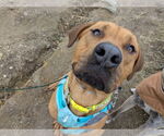 Small Mastador