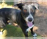 LAYLA - Female Bulldog-Siberian Husky Mix Dog for Adoption - Small photo