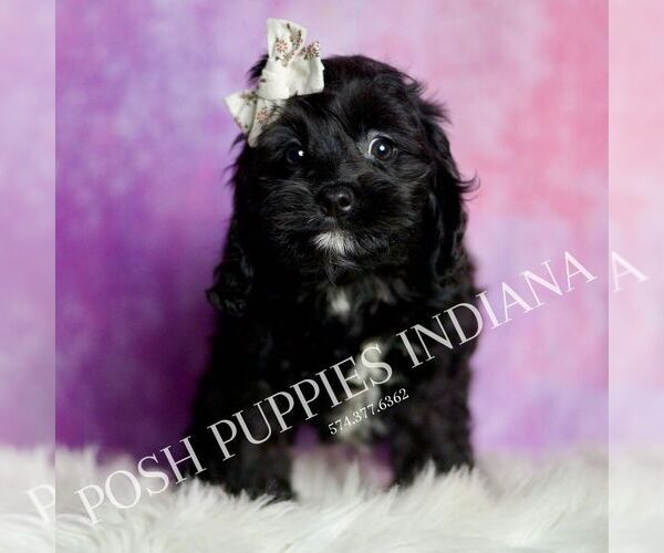 Medium Photo #6 Cavapoo (Miniature) Puppy For Sale in WARSAW, IN, USA