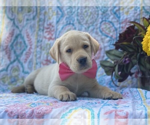 Labrador Retriever Puppy for sale in LANCASTER, PA, USA