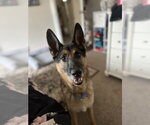Small #1 German Shepherd Dog