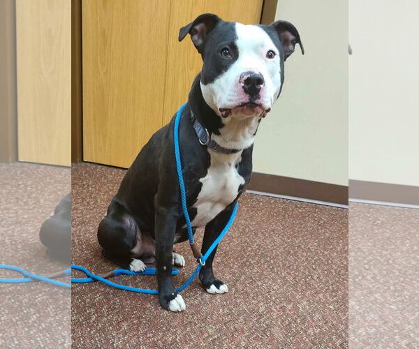 Medium Photo #11 American Pit Bull Terrier-Unknown Mix Puppy For Sale in Crystal, MN, USA