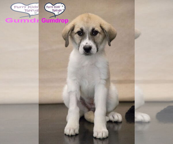Medium Photo #3 Anatolian Pyrenees Puppy For Sale in Lee's Summit, MO, USA