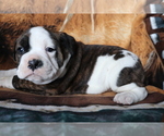 Small Photo #2 Olde English Bulldogge Puppy For Sale in SHILOH, OH, USA