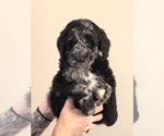 Puppy Tan Goldendoodle (Miniature)