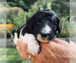 Small Photo #3 Poodle (Standard) Puppy For Sale in CHAMPION, NC, USA