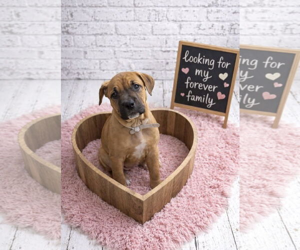 Medium Photo #10 Mutt Puppy For Sale in Euless, TX, USA