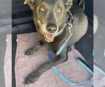 Small Labrador Retriever