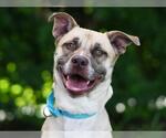 Small #1 Labrador Retriever Mix