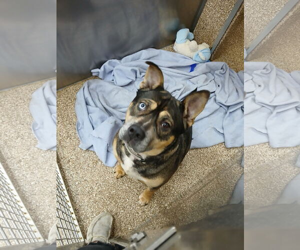 Medium Photo #1 Gerberian Shepsky Puppy For Sale in Martinsburg, WV, USA