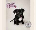 Small #3 Boxer Mix