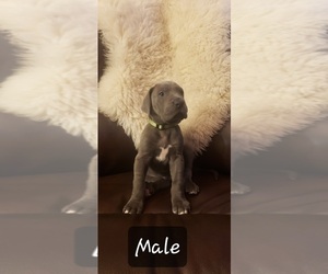 Great Dane Puppy for sale in RODEO, CA, USA