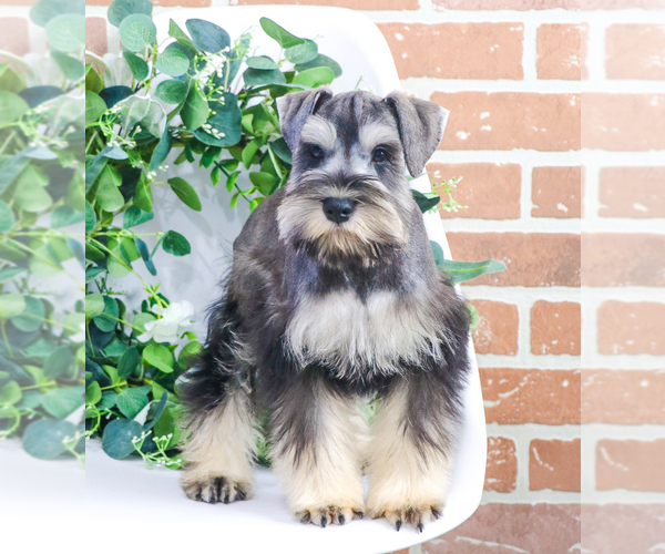 Medium Photo #14 Schnauzer (Miniature) Puppy For Sale in SYRACUSE, IN, USA