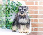 Small Photo #14 Schnauzer (Miniature) Puppy For Sale in SYRACUSE, IN, USA