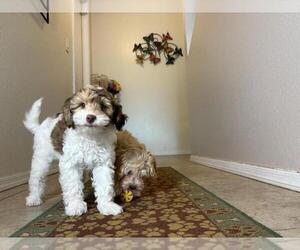 Poovanese Puppy for sale in TUCSON, AZ, USA