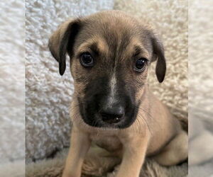 American Pit Bull Terrier-Unknown Mix Dogs for adoption in Fargo, ND, USA