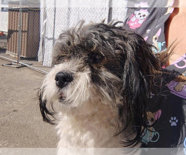 Medium Photo #1 Shih Tzu Puppy For Sale in Stockton, CA, USA