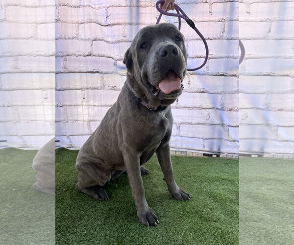 Medium Photo #3 Mutt Puppy For Sale in Goodyear, AZ, USA