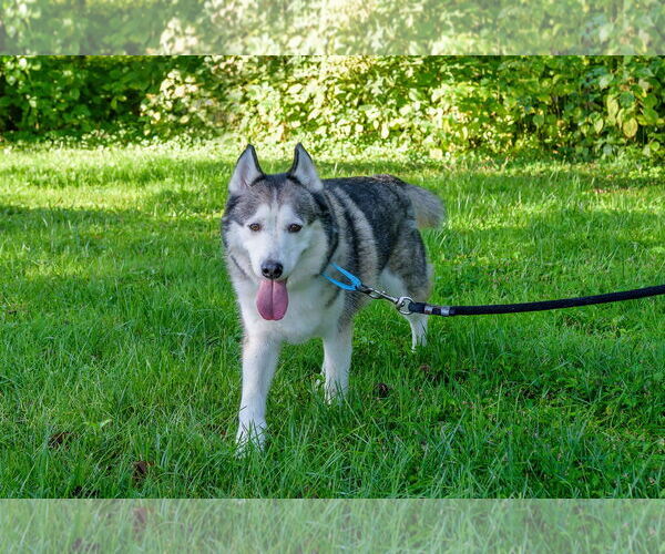 Medium Photo #10 Huskies -Unknown Mix Puppy For Sale in Omaha, NE, USA
