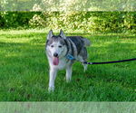Small Photo #10 Huskies -Unknown Mix Puppy For Sale in Omaha, NE, USA