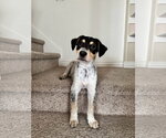 Small #5 Mutt