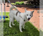 Small #6 Pomsky