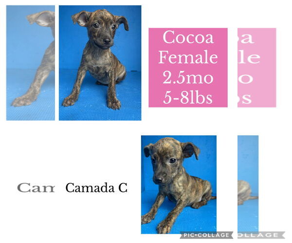 Medium Photo #1 French Bulldog-Whippet Mix Puppy For Sale in Virginia Beach, VA, USA